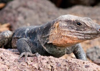 Dos de los tres reptiles autóctonos de Gran Canaria están a punto de desaparecer, son devorados por una especie de serpiente invasora