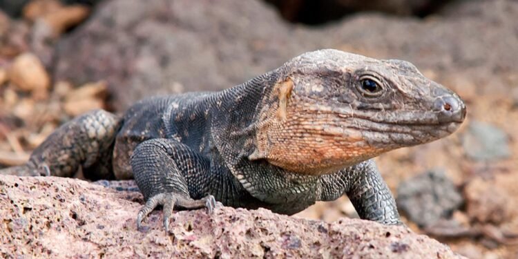 Dos de los tres reptiles autóctonos de Gran Canaria están a punto de desaparecer, son devorados por una especie de serpiente invasora