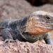 Dos de los tres reptiles autóctonos de Gran Canaria están a punto de desaparecer, son devorados por una especie de serpiente invasora