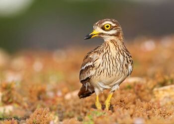 Los factores que empujan a la extinción del alcaraván en el sureste de Gran Canaria