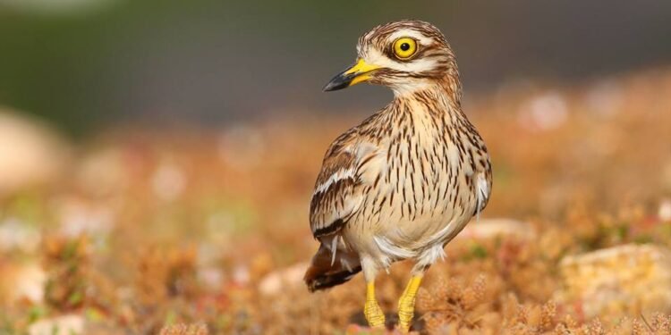 Los factores que empujan a la extinción del alcaraván en el sureste de Gran Canaria