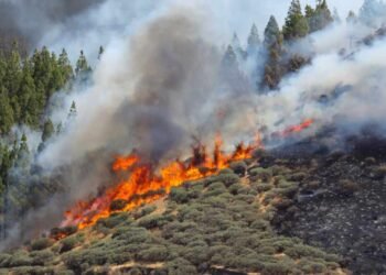 Resultados del estudio sobre el impacto psicológico que causó el incendio de 2019 en Gran Canaria