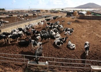 Los ganaderos reclaman ayudas urgentes al Gobierno de Canarias
