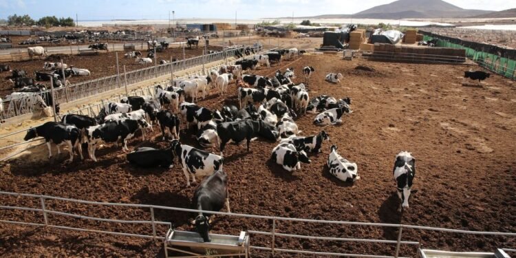 Los ganaderos reclaman ayudas urgentes al Gobierno de Canarias